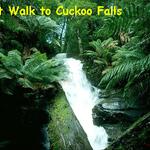 
Cuckoo Falls